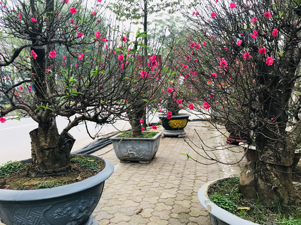 Kimsa88 giải mã giấc mơ thấy cây nhiều lộc nên đánh con gì?