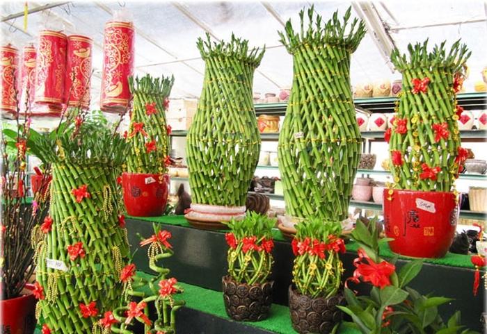 Giải mã giấc mơ thấy cây phát lộc