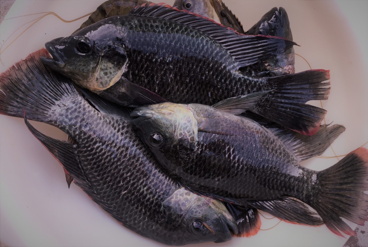 Kimsa88 giải mã giấc mơ thấy cá rô đen