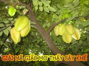 Kimsa giải mã giấc mơ thấy cây khế nên đánh con gì hợp lý?