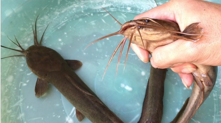 Giải mã giấc mơ thấy cá trê nên đánh con gì?