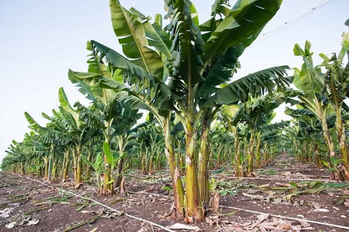 Nhà cái kimsa giải mã giấc mơ thấy cây chuối nên đánh con gì?