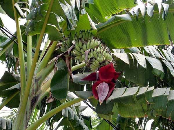 Giải mã giấc mơ thấy cây chuối xanh