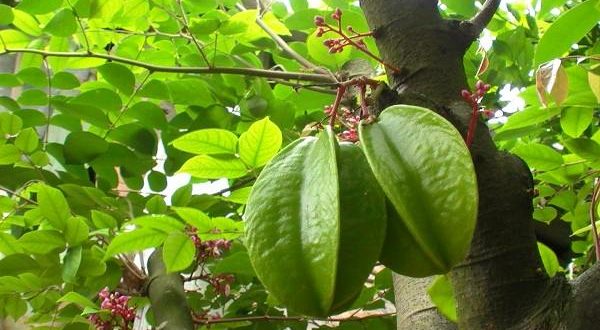 Kimsa giải mã giấc mơ thấy cây khế nên đánh con gì hợp lý?