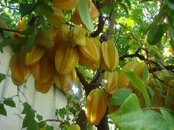 Giải mã giấc mơ thấy cây khế chín