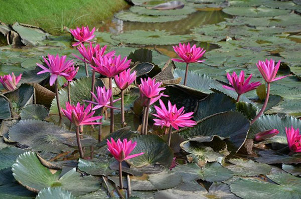 Nhà cái kimsa giải mã giấc mơ thấy bông súng