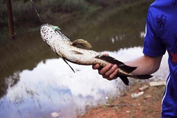 Nằm mơ thấy câu được cá lóc