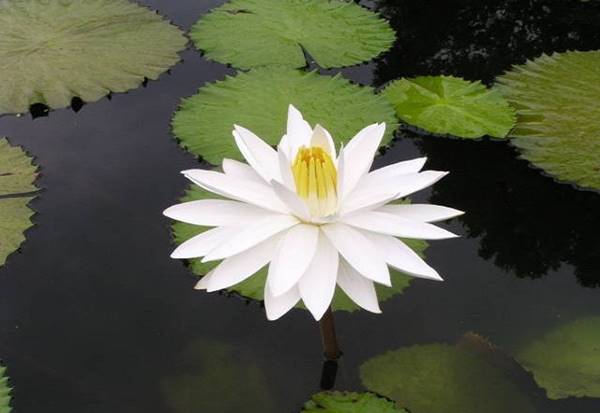 Giải mã giấc mơ thấy bông súng trắng