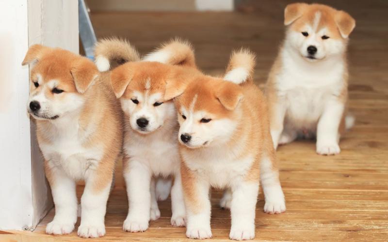 Nằm mơ thấy chó vào nhà đánh con gì