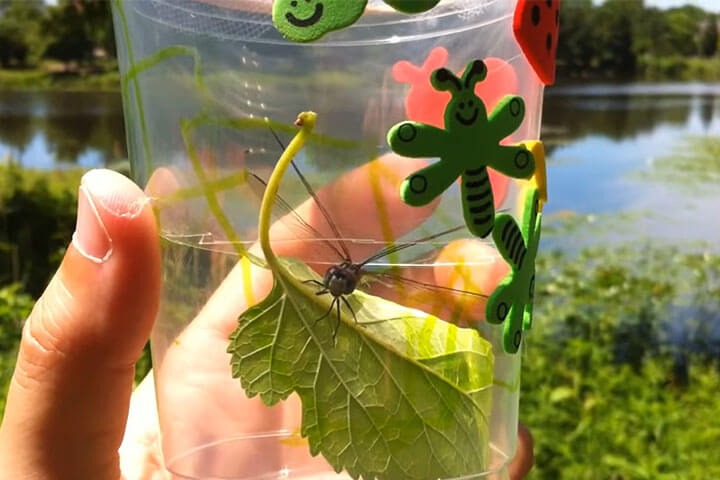 Giải mã giấc mơ thấy chuồn chuồn bám vào người