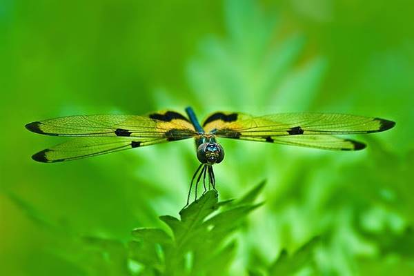 Kimsa88 giải mã giấc mơ thấy chuồn chuồn nên đánh con gì?