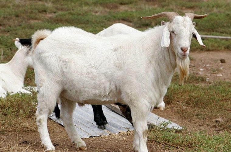 Nằm mơ thấy dê trắng