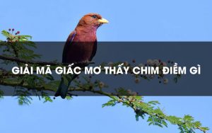 Kimsa giải mã giấc mơ thấy con chim nên đánh con gì?