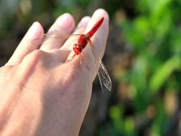 Mơ thấy chuồn chuồn đậu trên tay
