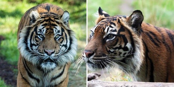 Nhà cái kimsa giải mã giấc thấy Hổ (cọp)