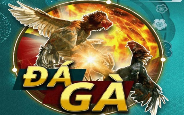 Đá gà Kimsa có những quy định chung cho tất cả người chơi