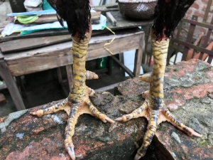 xem vảy ngón chân gà chọi